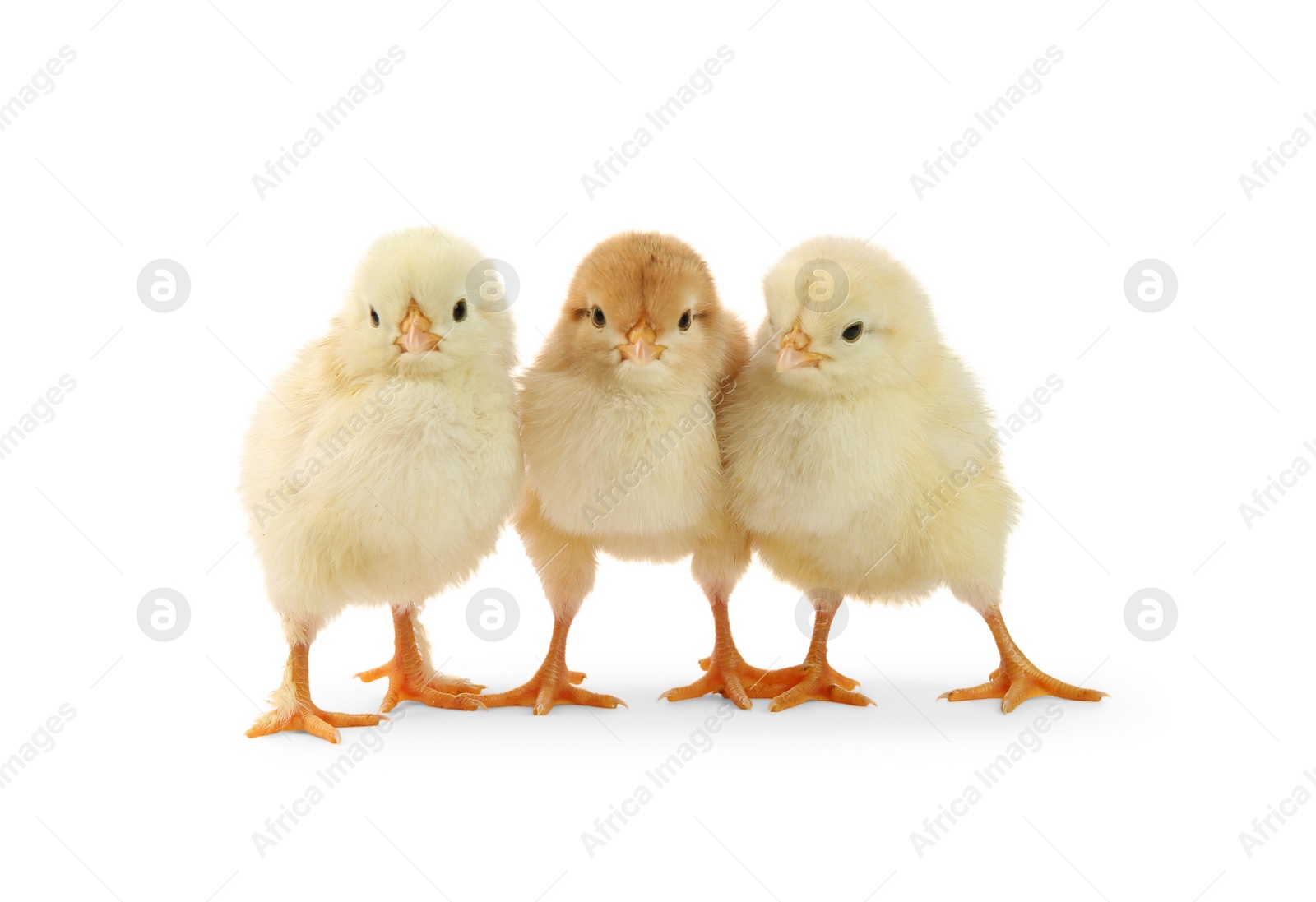 Photo of Cute chicks isolated on white. Baby animals