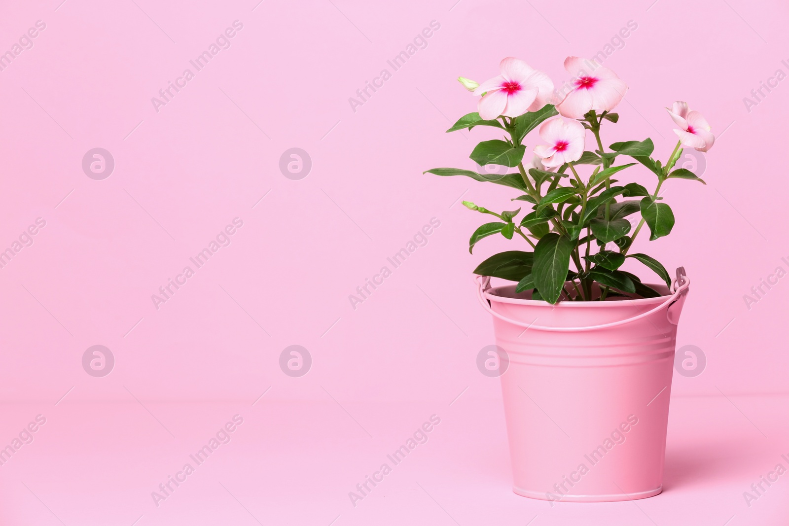 Photo of Catharanthus roseus in flower pot on pink background. Space for text