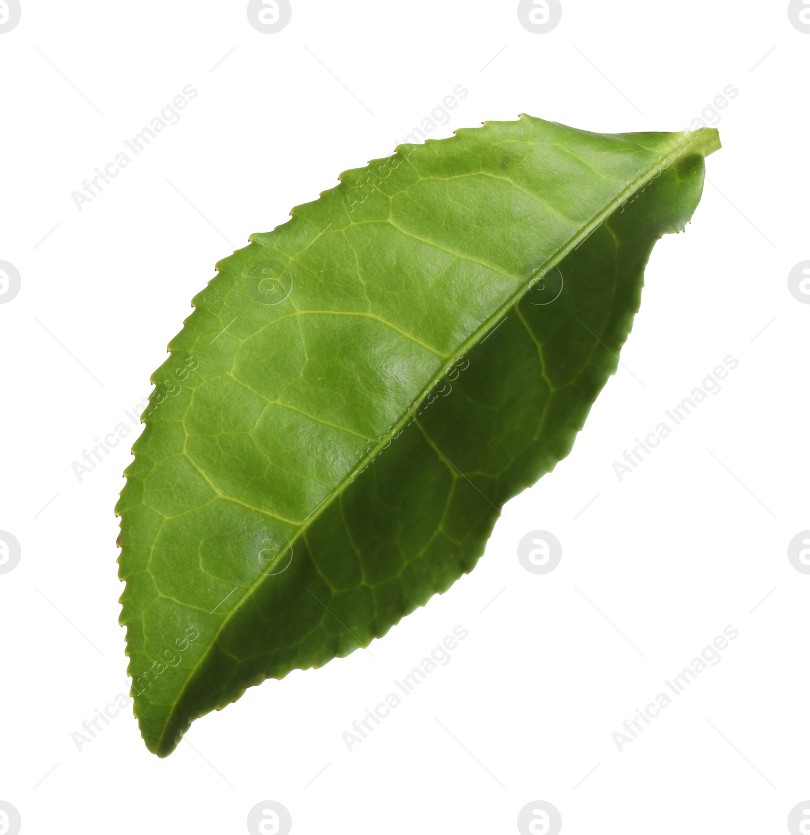 Photo of Fresh green tea leaf isolated on white