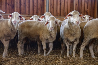 Photo of Many sheep in barn on farm. Cute animals