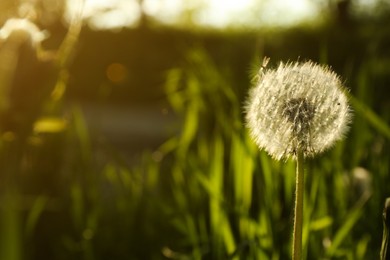 Photo of Beautiful fluffy dandelion growing outdoors, closeup. Space for text