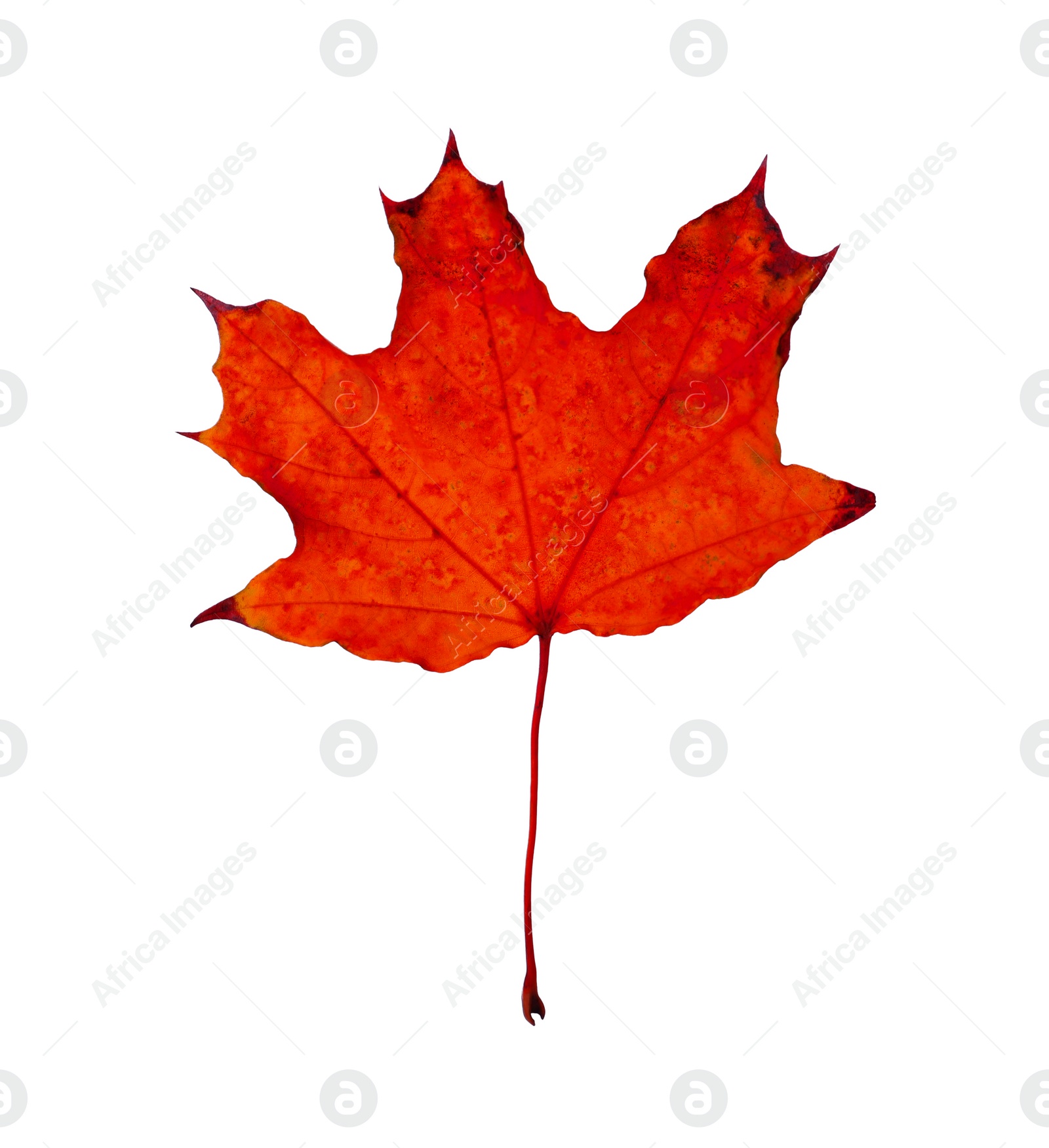 Image of Beautiful red maple leaf isolated on white. Autumn season