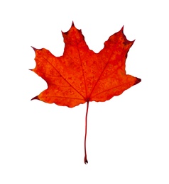 Beautiful red maple leaf isolated on white. Autumn season