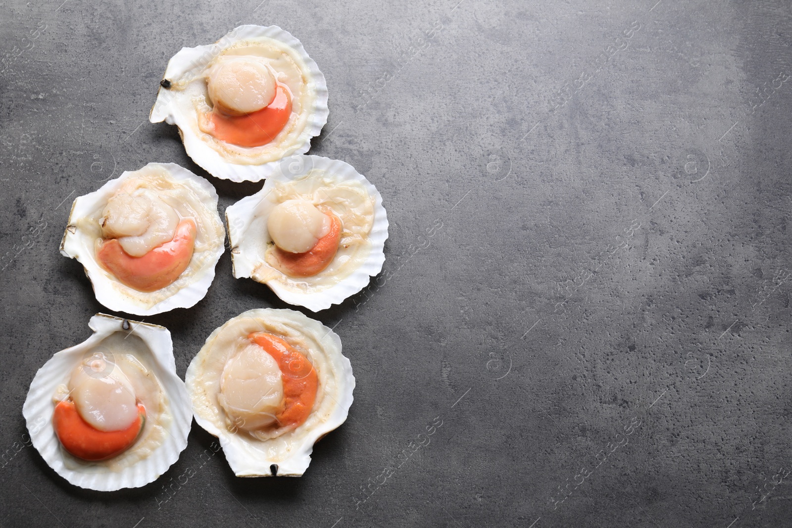 Photo of Many fresh raw scallops in shells on grey table, flat lay. Space for text