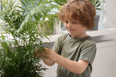 Photo of Cute little boy taking care of beautiful green plant at home. House decor