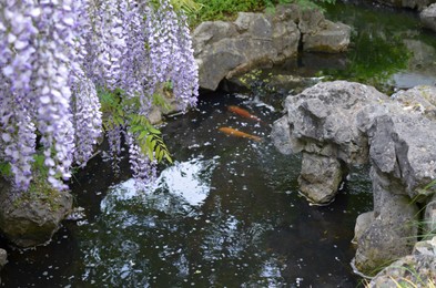 Photo of Beautiful Chinese wisteria growing near pond with koi carps in park