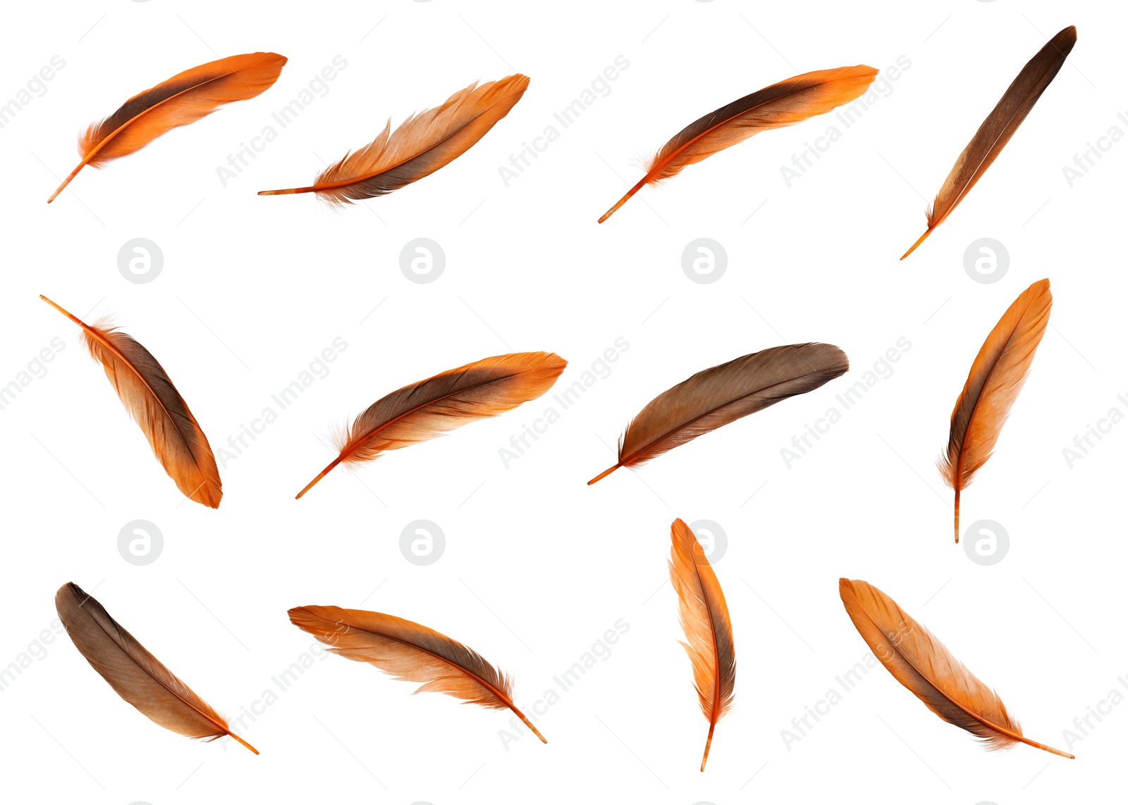 Image of Set with beautiful feathers on white background