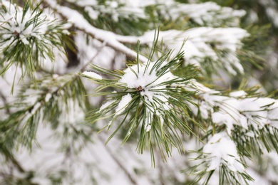 Photo of Coniferous branches covered with fresh snow, closeup