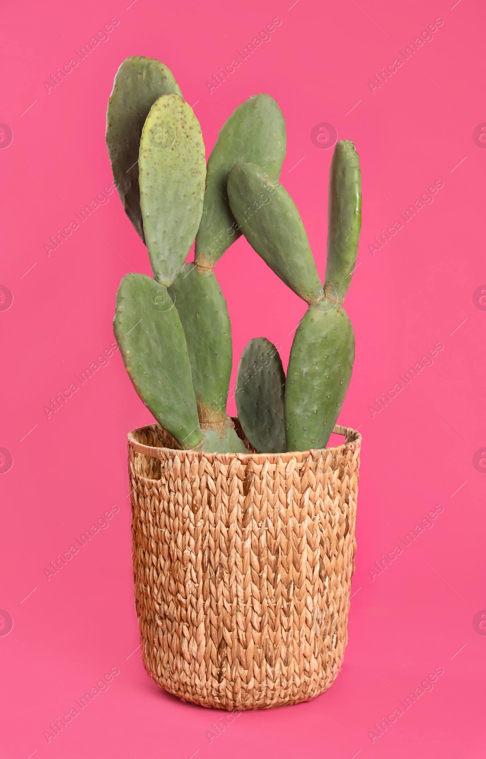 Photo of Beautiful cactus on pink background. Tropical plant