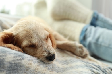 Cute English Cocker Spaniel puppy sleeping on blanket near owner indoors, closeup