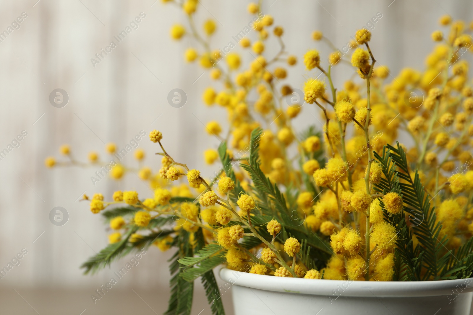 Photo of Bouquet of beautiful mimosa flowers on light background, closeup