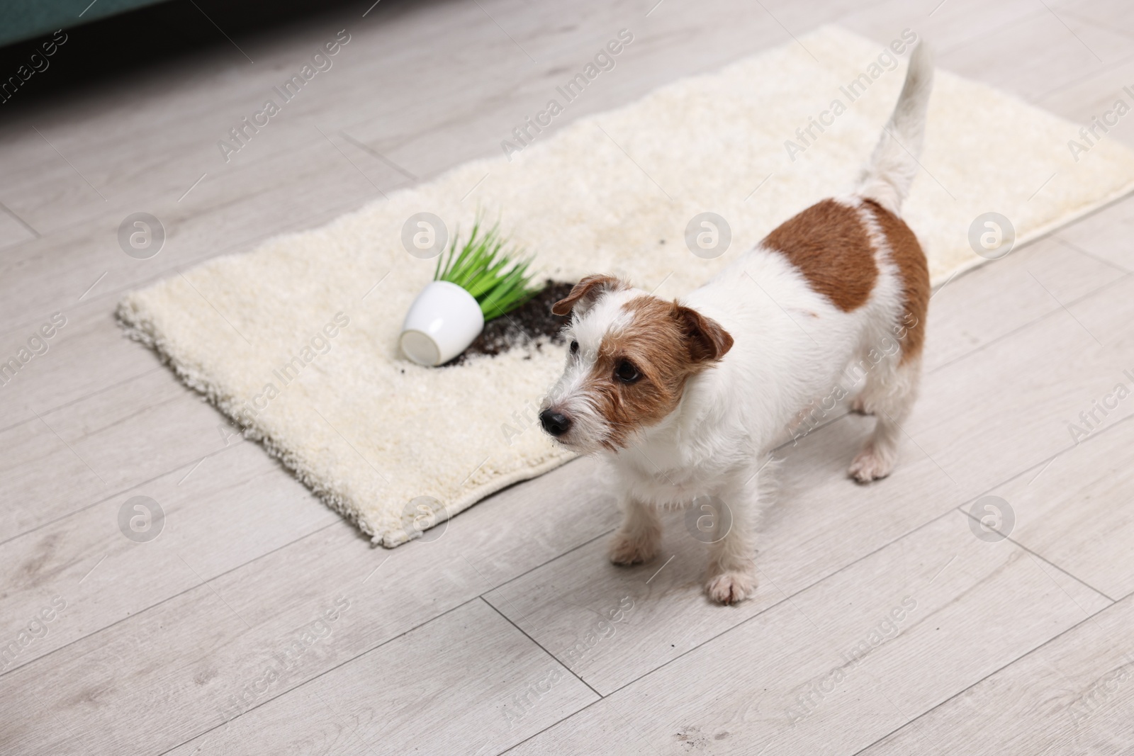 Photo of Cute dog near overturned houseplant on rug indoors