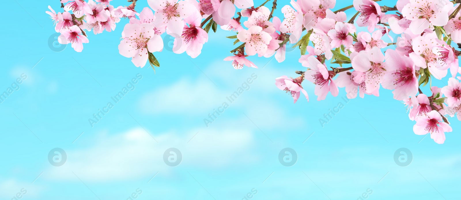 Image of Amazing spring blossom. Tree branches with beautiful flowers outdoors on sunny day, banner design 