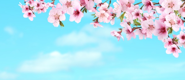 Image of Amazing spring blossom. Tree branches with beautiful flowers outdoors on sunny day, banner design 