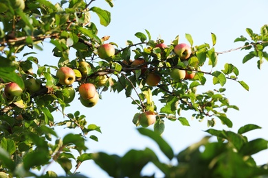 Tree with ripe apples against blue sky