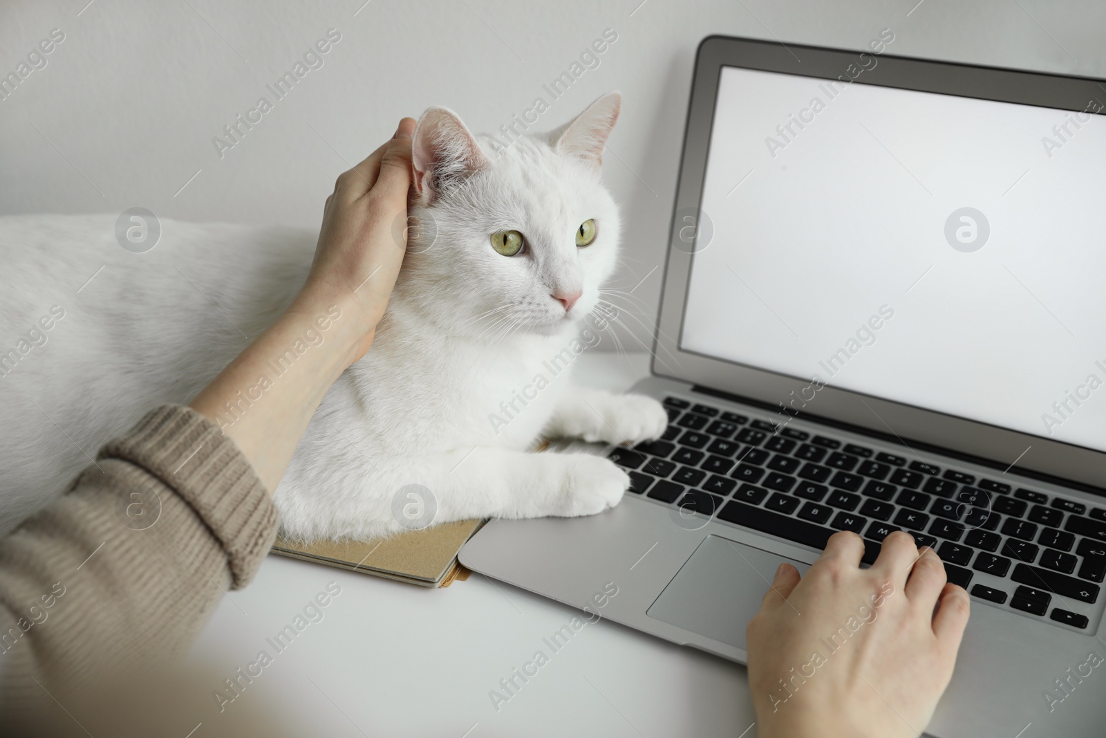 Photo of Adorable white cat lying near laptop and distracting owner from work, closeup