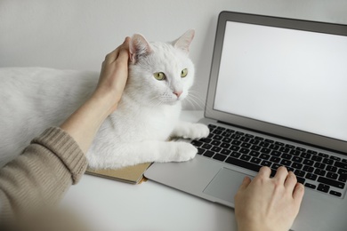 Adorable white cat lying near laptop and distracting owner from work, closeup