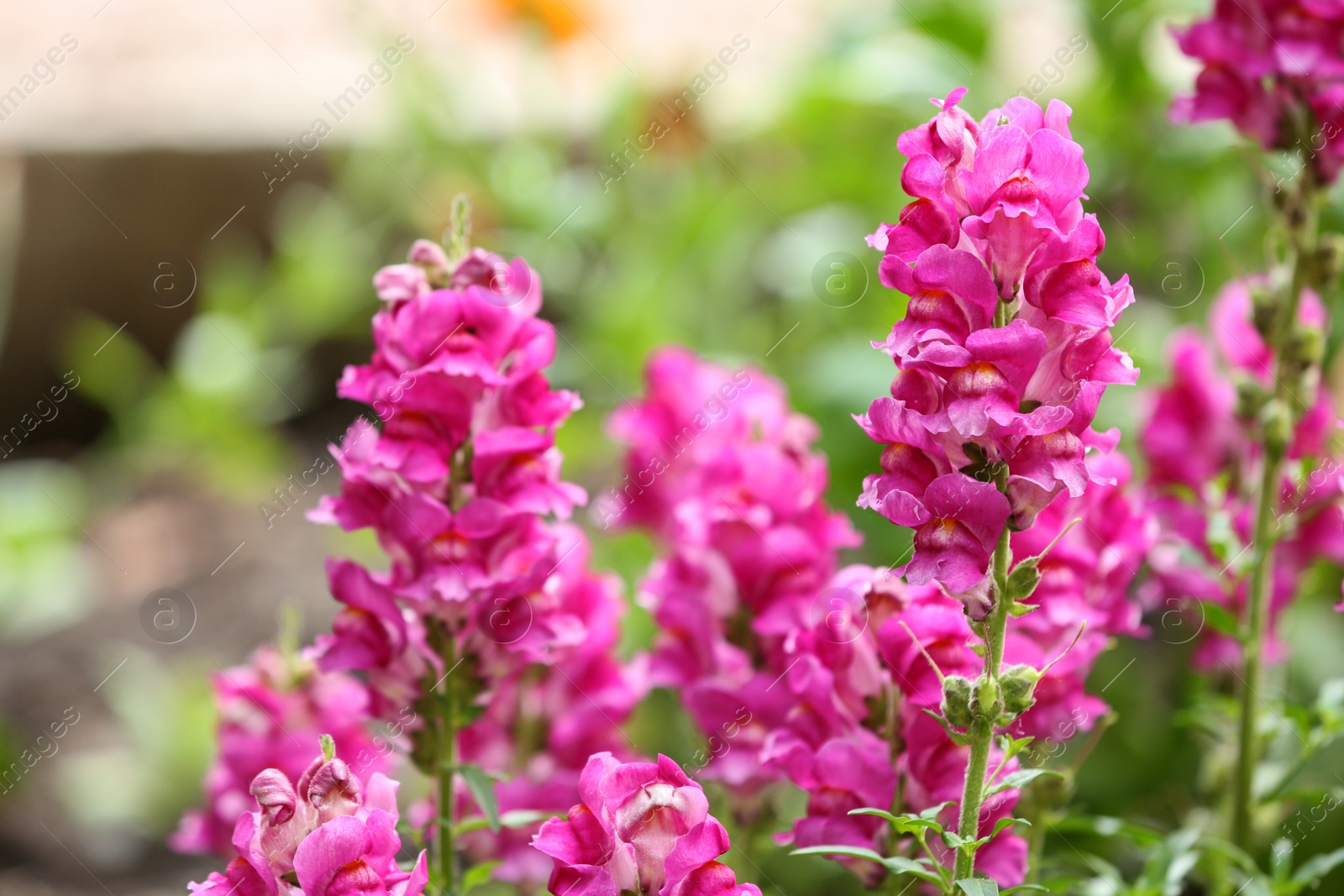 Photo of Beautiful spring flowers in garden on sunny day