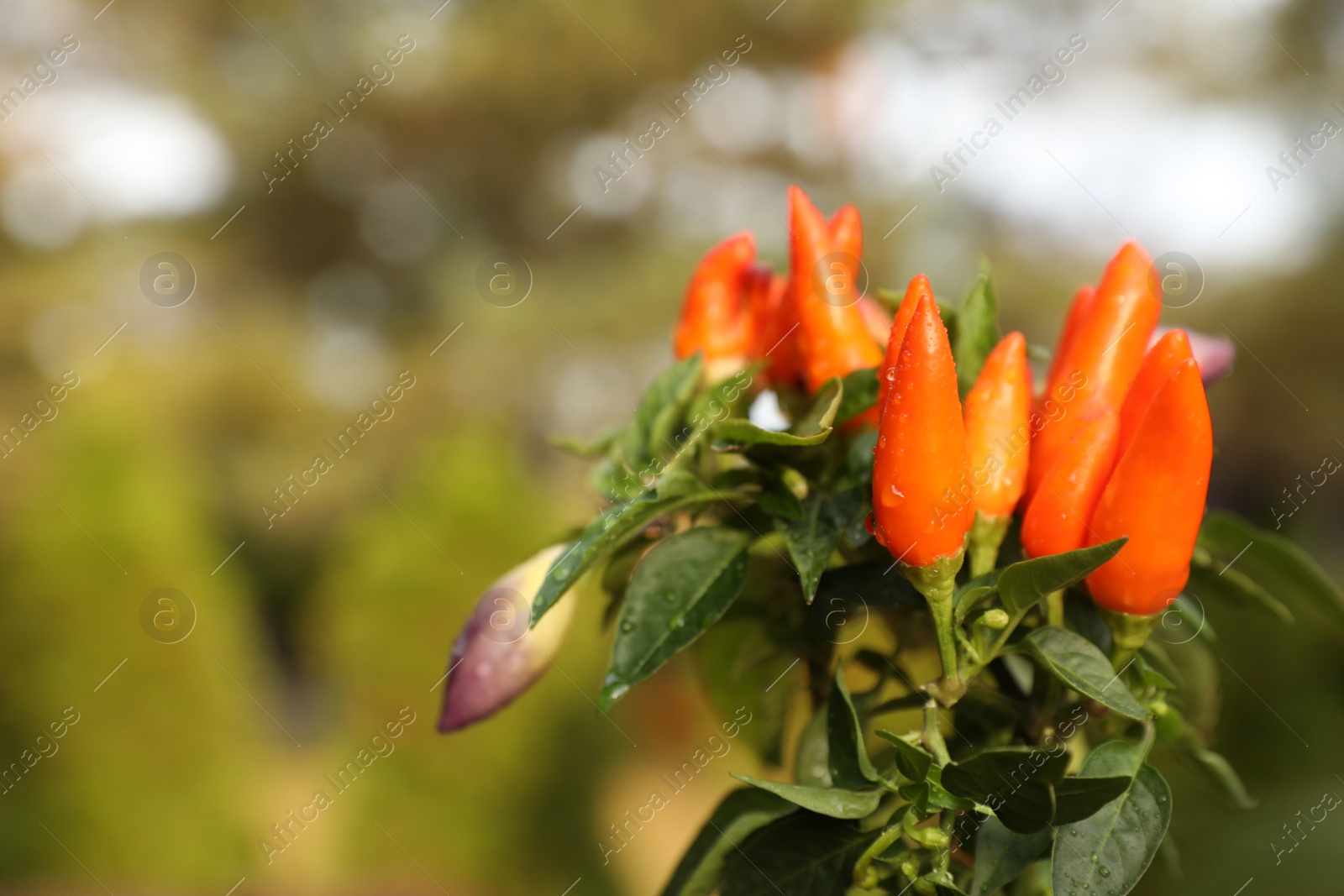 Photo of Capsicum Annuum plant. Potted rainbow multicolor chili peppers outdoors against blurred background, space for text