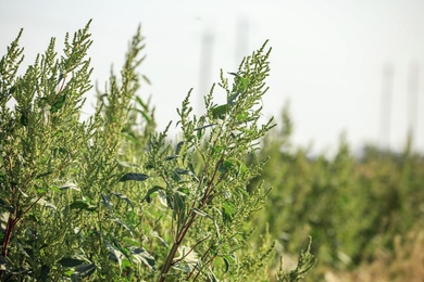 Photo of Blooming ragweed plant (Ambrosia genus) outdoors. Seasonal allergy