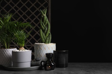 Photo of Beautiful Sansevieria, Nolina and Chamaedorea in pots with decor on grey table, space for text. Different house plants