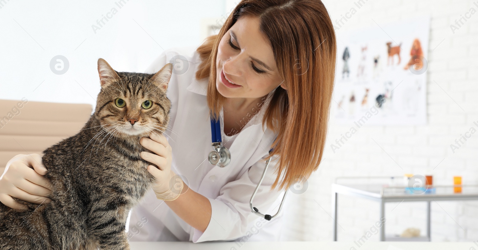 Image of Professional veterinarian examining cute cat in clinic. Banner design