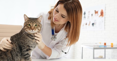 Image of Professional veterinarian examining cute cat in clinic. Banner design