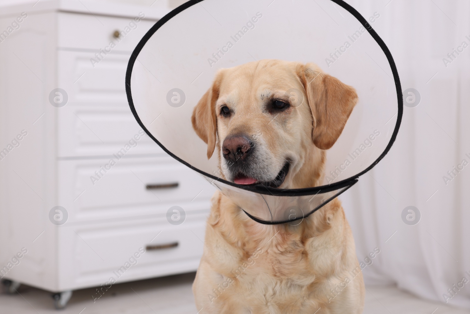 Photo of Cute Labrador Retriever with protective cone collar at home