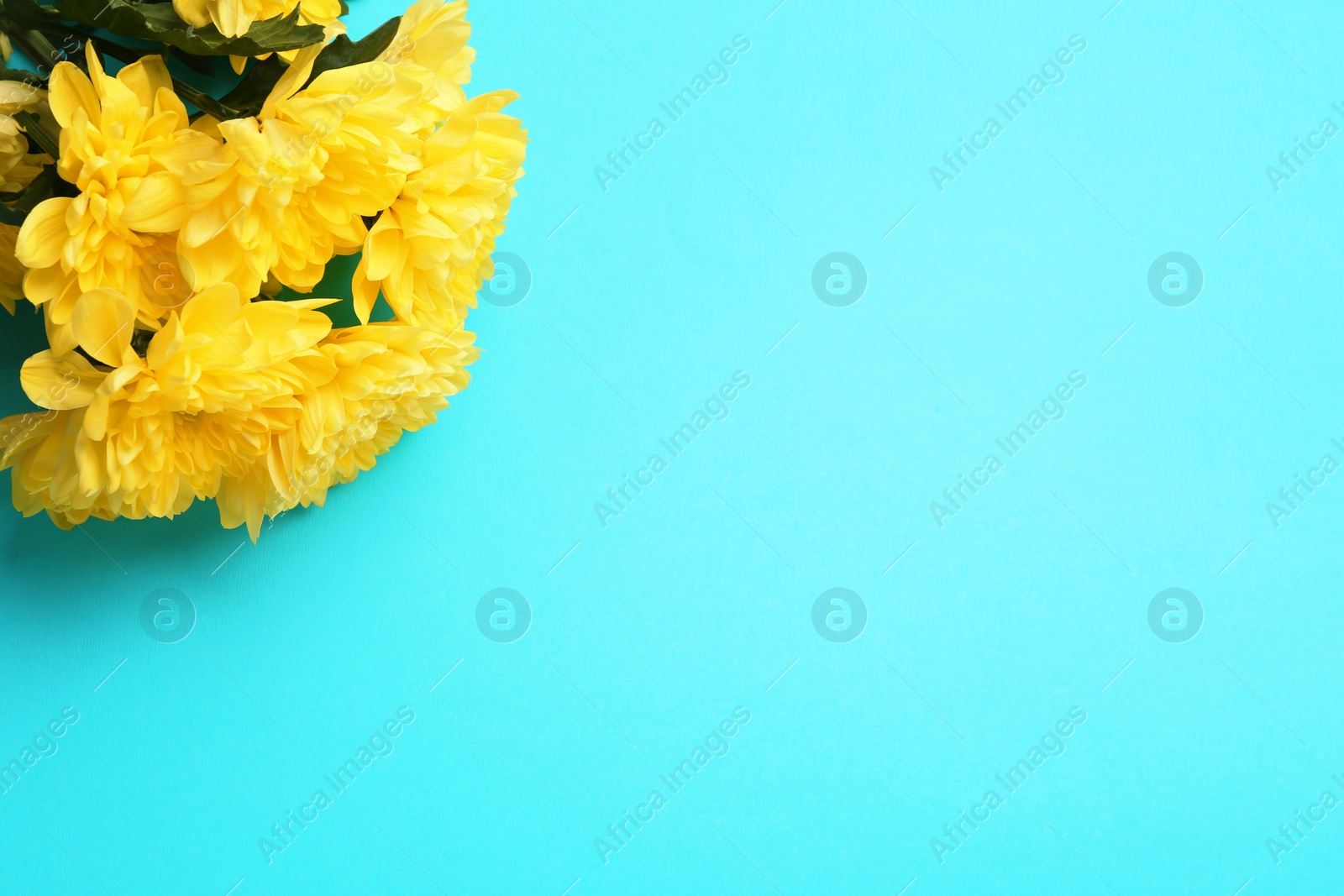 Photo of Beautiful chrysanthemum flowers on light blue background. Space for text