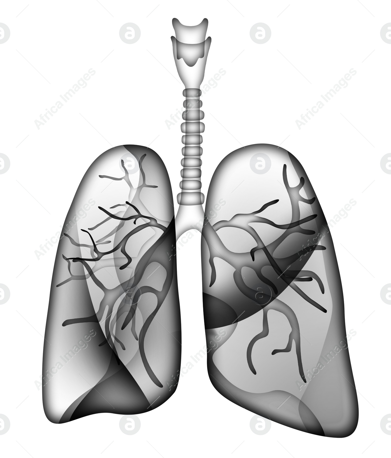 Illustration of  human lungs on white background