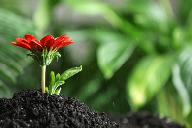 Photo of Fresh flower in fertile soil under rain, space for text