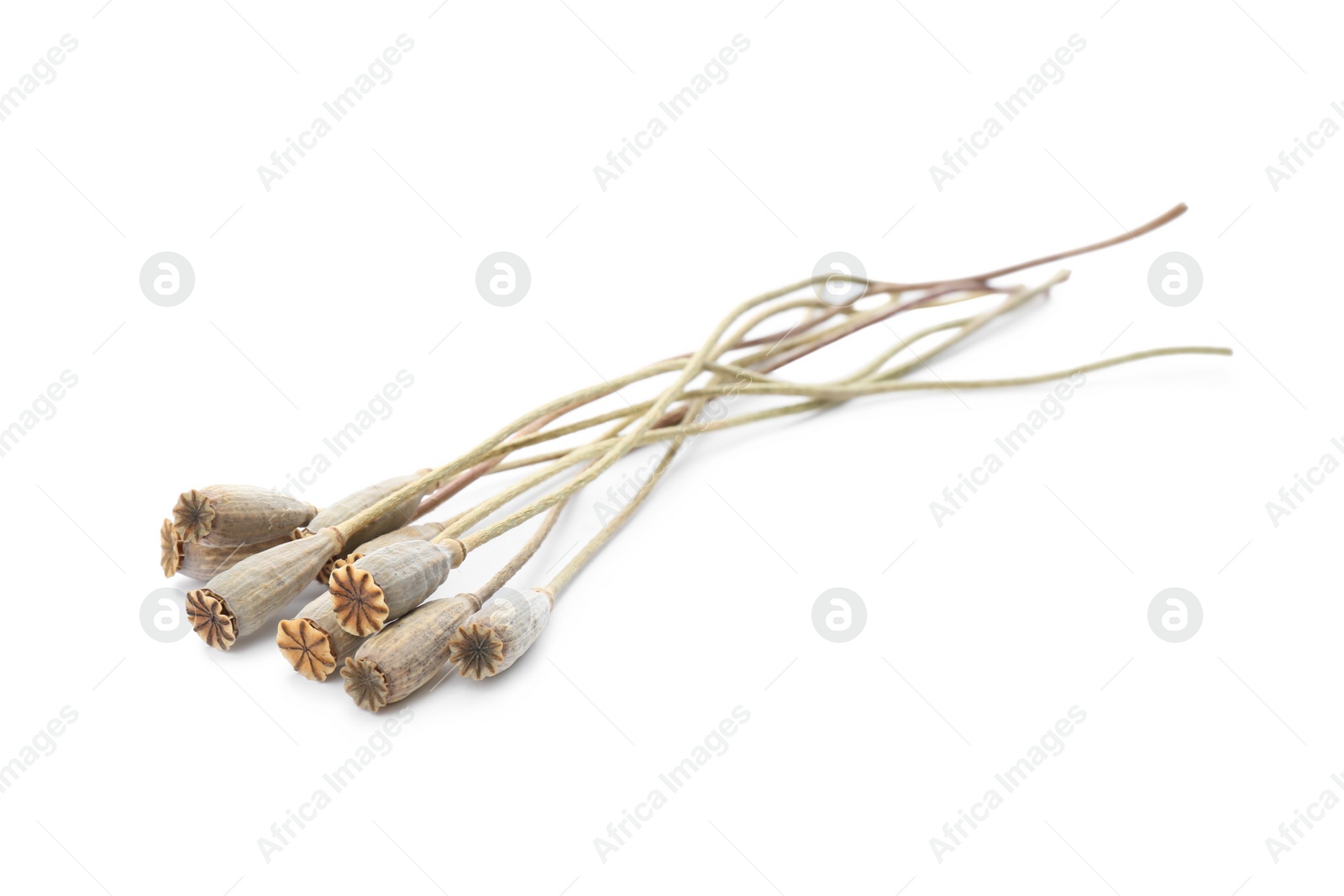Photo of Dried poppy pods with seeds on white background