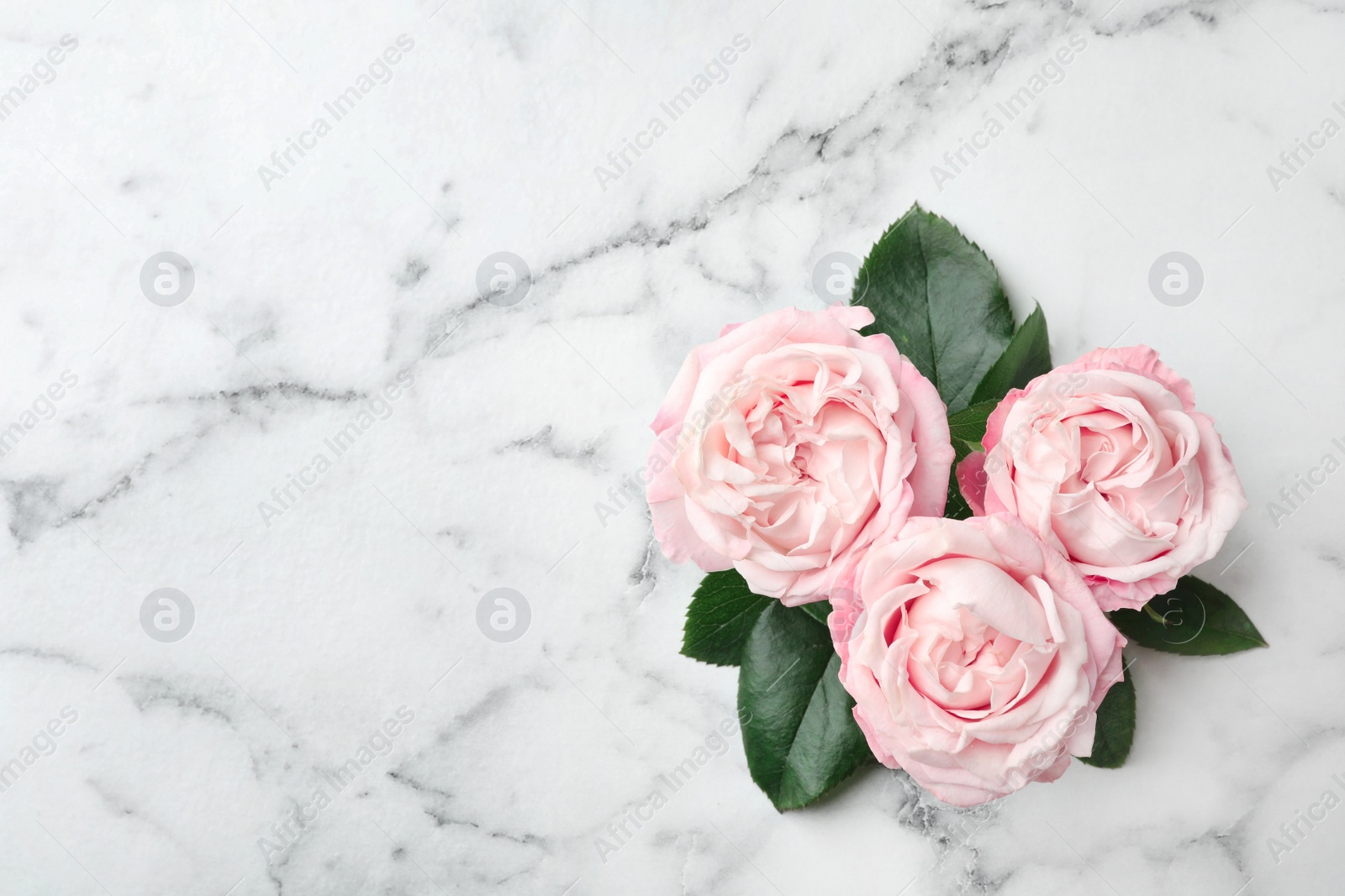 Photo of Beautiful roses and space for text on marble background, top view