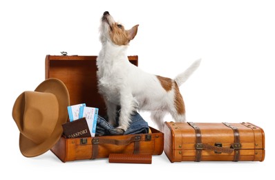 Photo of Travel with pet. Dog, clothes and suitcases on white background