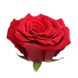 Photo of Beautiful fresh red rose isolated on white