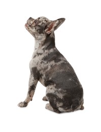 Photo of Cute French Bulldog sitting on white background