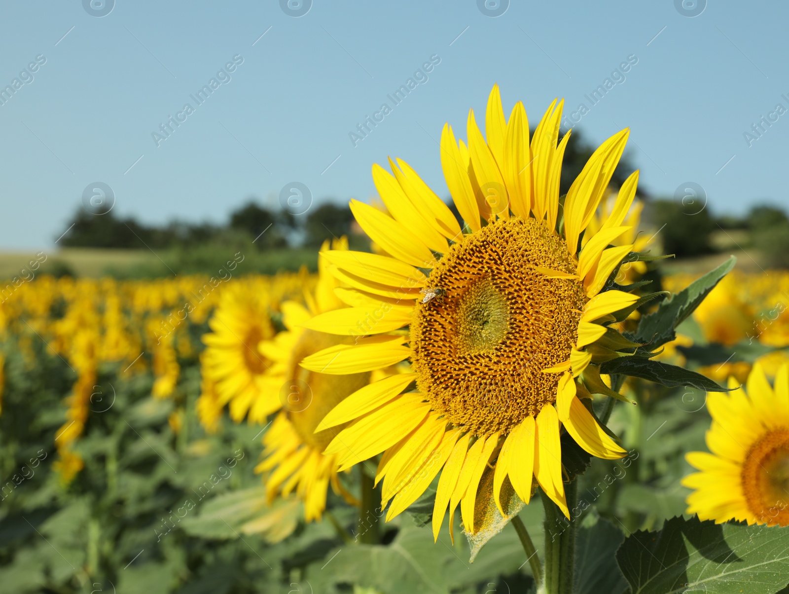Photo of Beautiful sunflower growing in field on sunny day