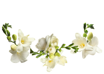 Set with beautiful fragrant freesia flowers on white background