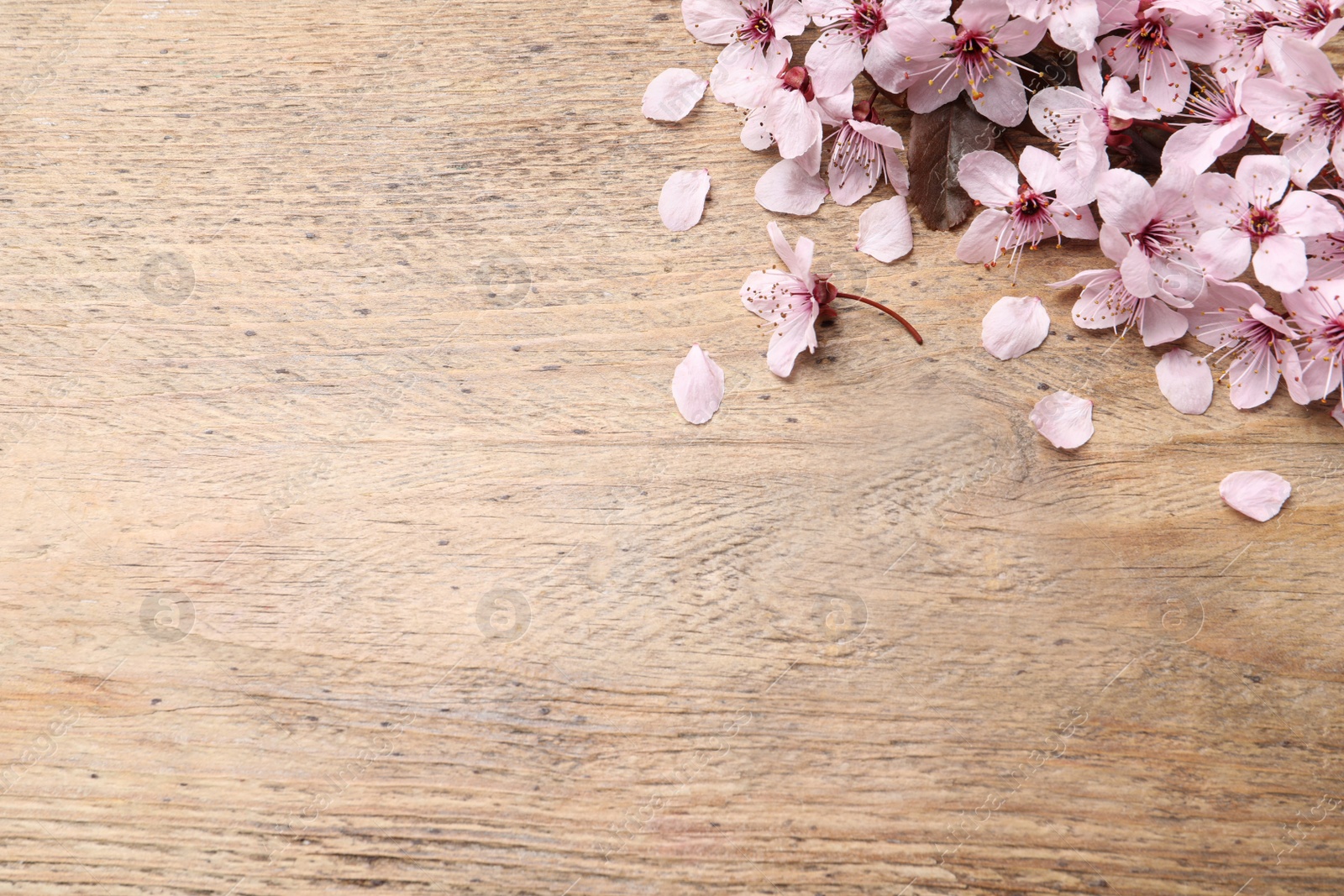 Photo of Beautiful sakura tree blossoms on wooden background, flat lay. Space for text