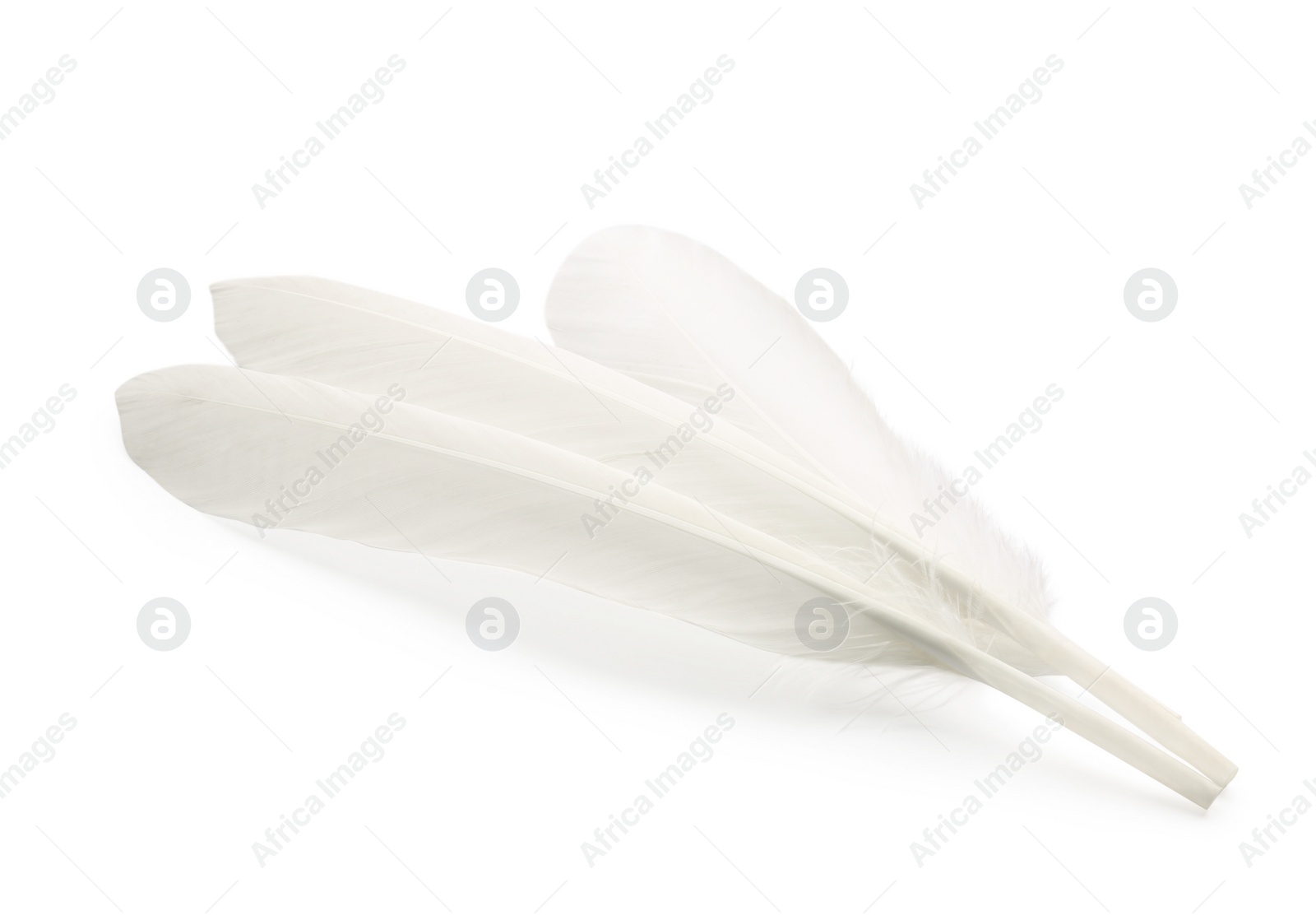 Photo of Many fluffy beautiful feathers on white background