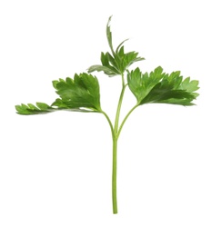 Photo of Fresh green organic parsley on white background