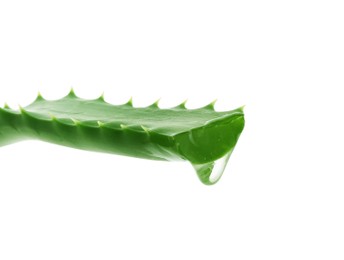 Leaf of aloe plant with water drop on white background