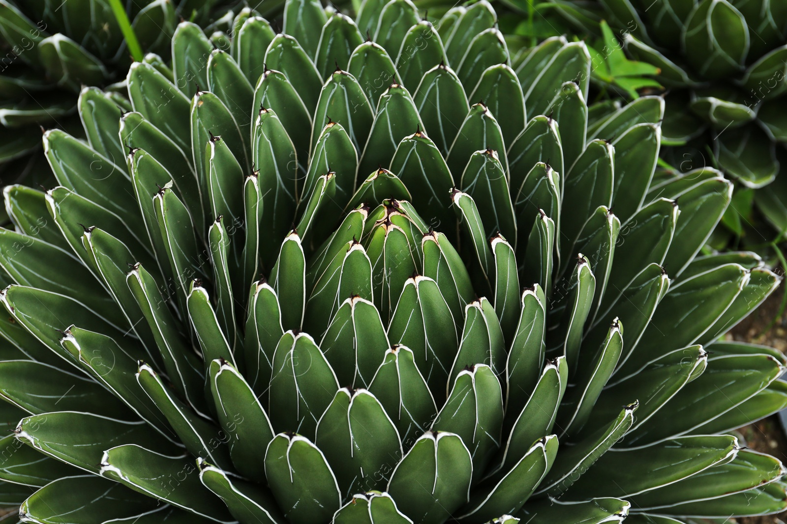 Photo of Beautiful green agave growing outdoors. Succulent plant