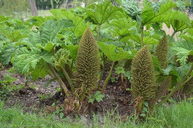 Brazilian giant rhubarb plants growing in park