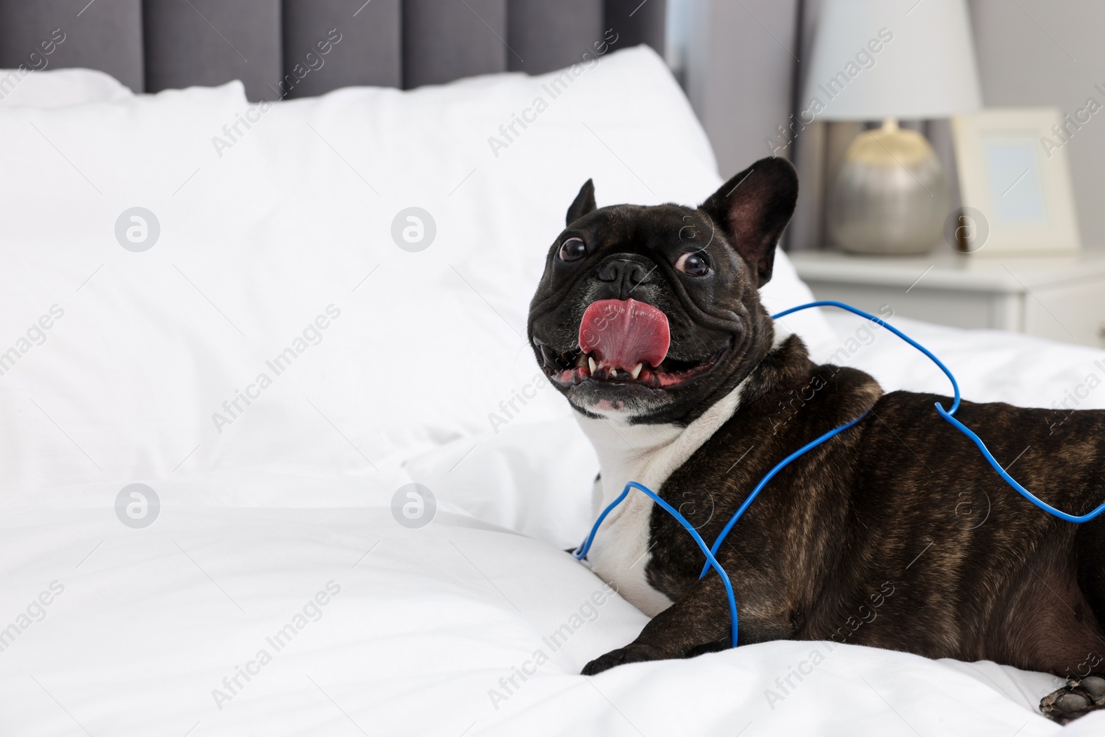 Photo of Naughty French Bulldog with electrical wire on bed in room