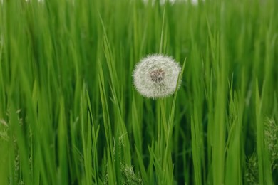 Beautiful fluffy dandelion in bright green grass