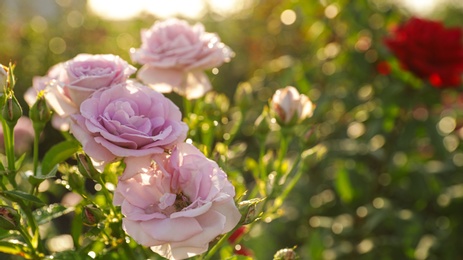 Photo of Green bush with beautiful roses in blooming garden on sunny day