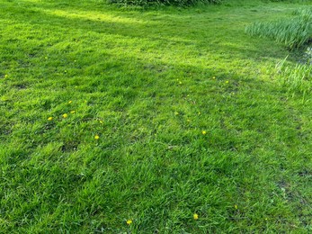 Beautiful view of green grass in park