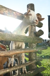 Photo of Cute goat inside of paddock at farm, low angle view