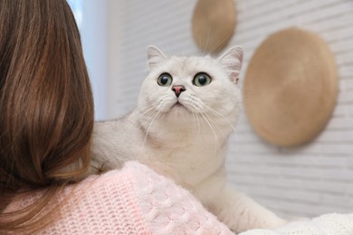 Adorable white British Shorthair cat with his owner at home, closeup. Cute pet